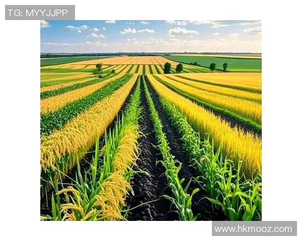 大米的种植、加工与消费全解析：从稻田到餐桌的绿色之旅